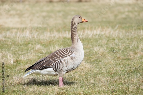 goose on green grass
