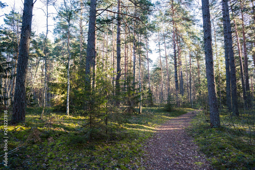 Wild nature landscape. Empty path in coniferous forest in sunny day