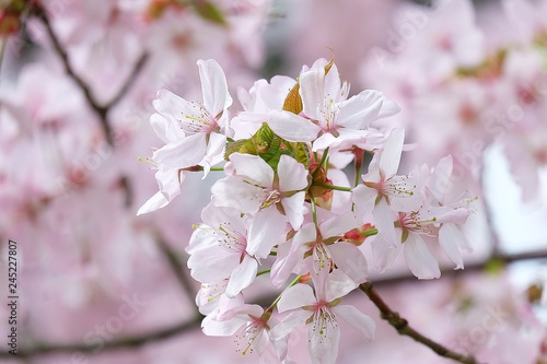 cherry tree blossom in spring