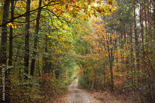 Herbstwald © Martina Fröhnert