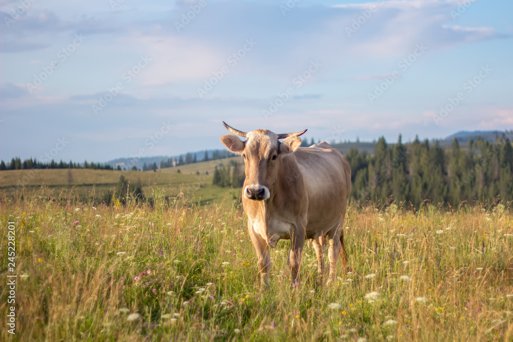 Cow closeup graze on a summer grass meadow Cow closeup graze on a summer grass meadow