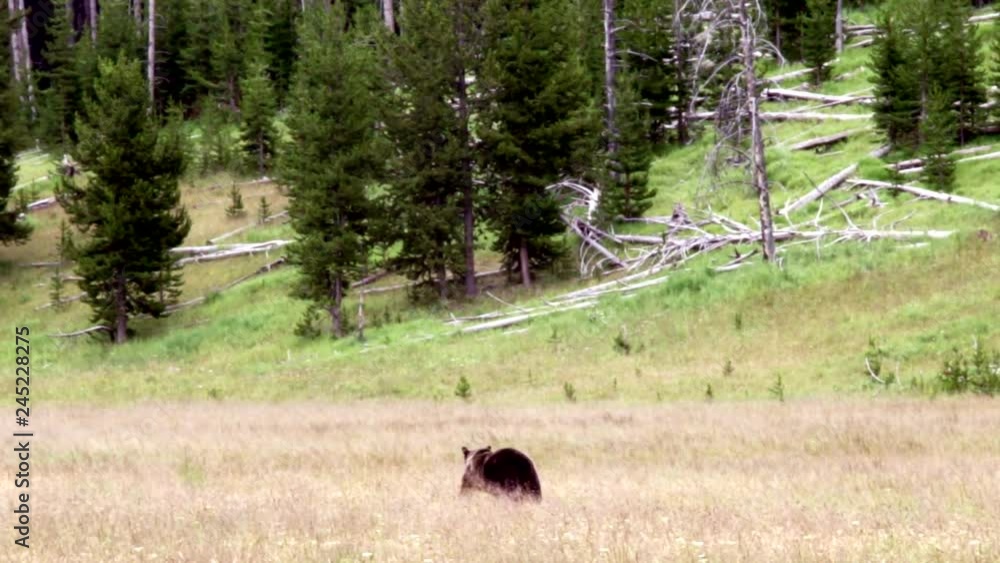 Yellowstone grizzly bear Yellowstone grizzly bear