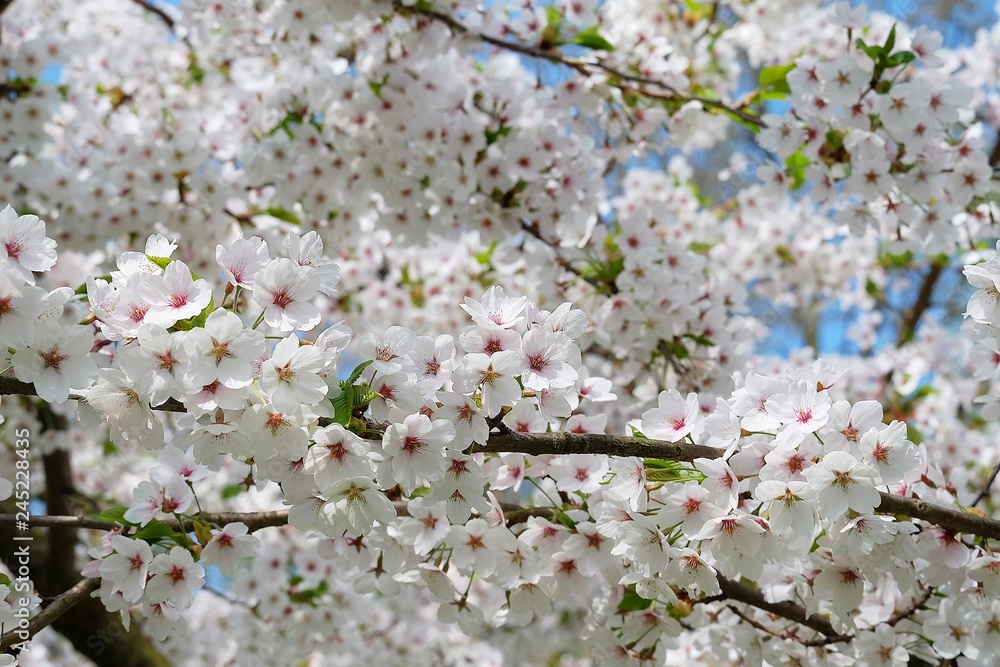 Fototapeta premium cherry tree blossom