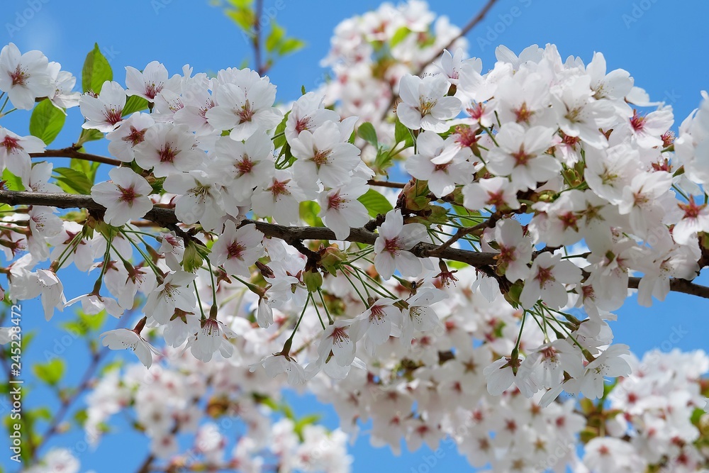 Obraz premium cherry blossom