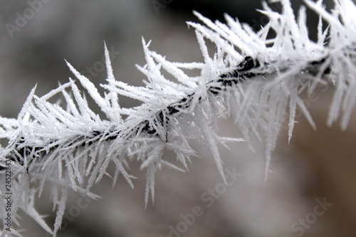 Eiskristalle, Frostiger Zweig © Stefanie
