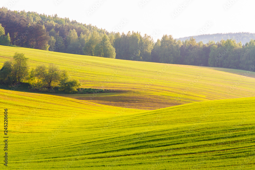 Green farmland in spring. Herbicide concept. Grass background