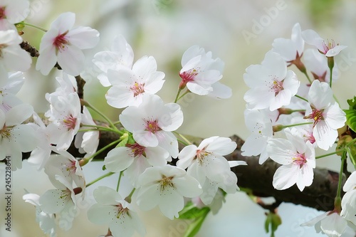 flowers of cherry tree