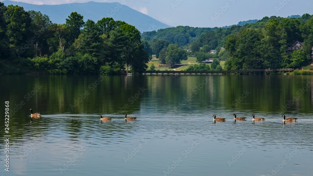 Ducks on Lake Junaluska