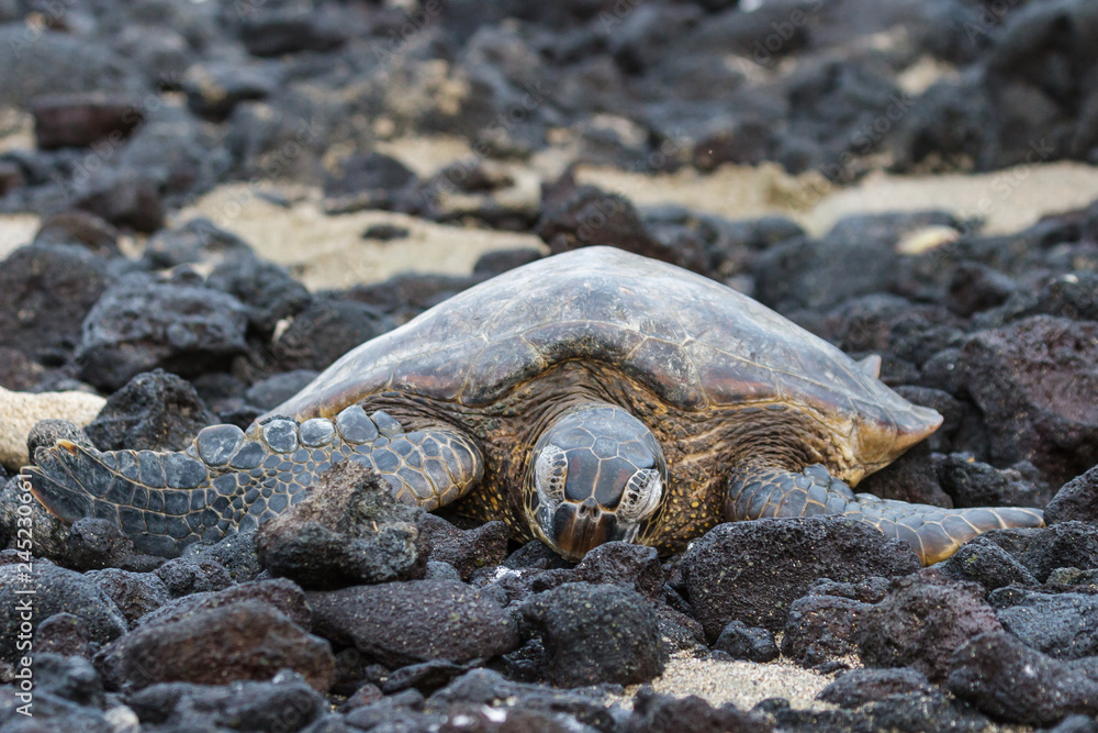 Sea Turtle Resting in the Hawaii Beach Sand