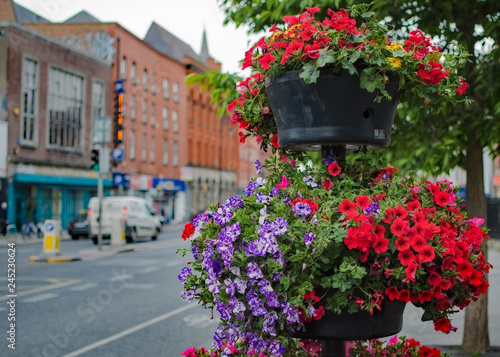 Photography Flower Pots in Dublin