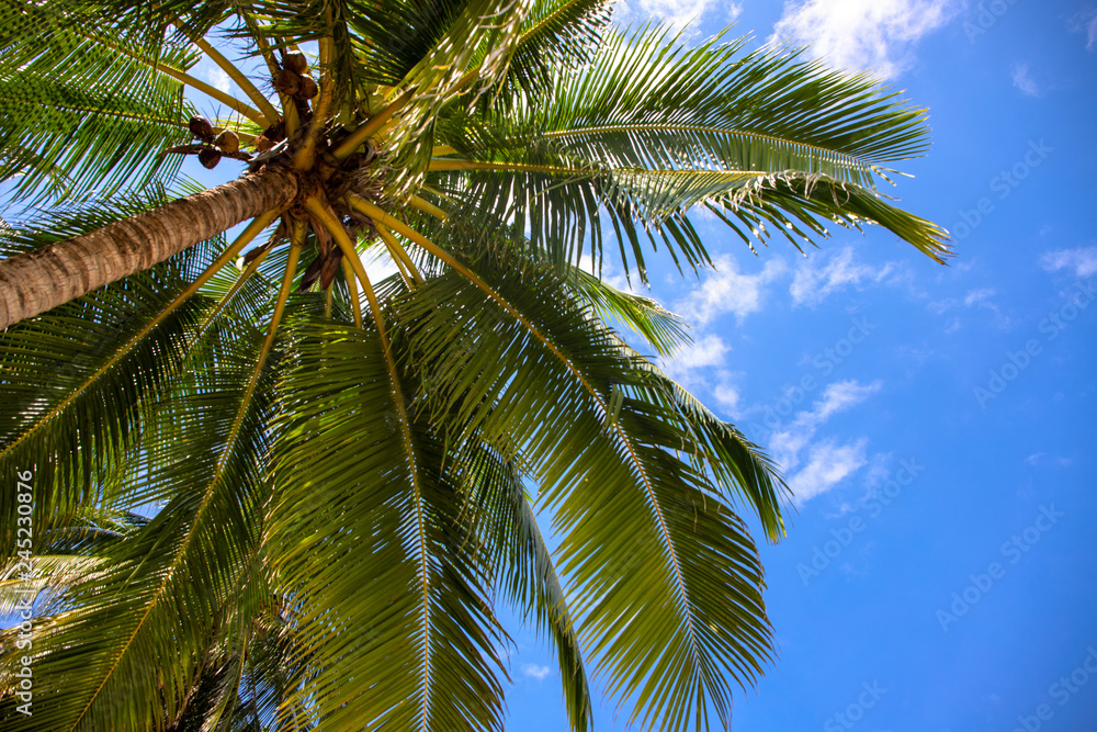 Coco palm crown and blue sky landscape. Palm tree top view. Green palm leaf natural ornament