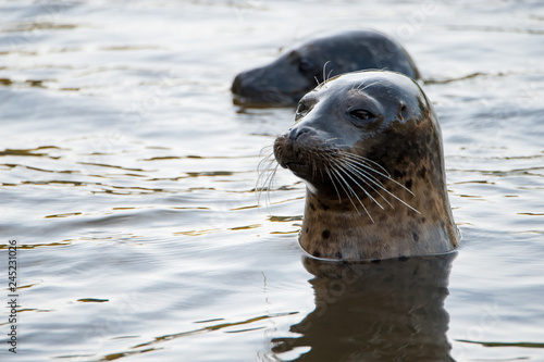 Seal in water © Jolien