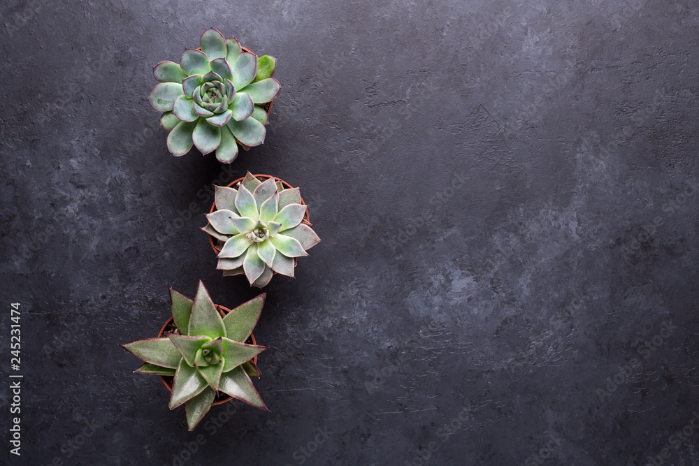 Succulents on a black stone table Copy space Top view Succulents on a black stone table Copy space Top view