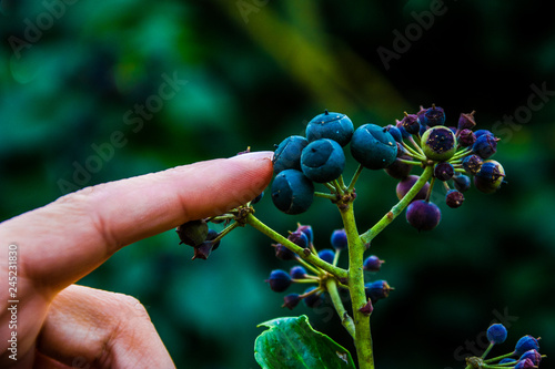 hand picking blueberries