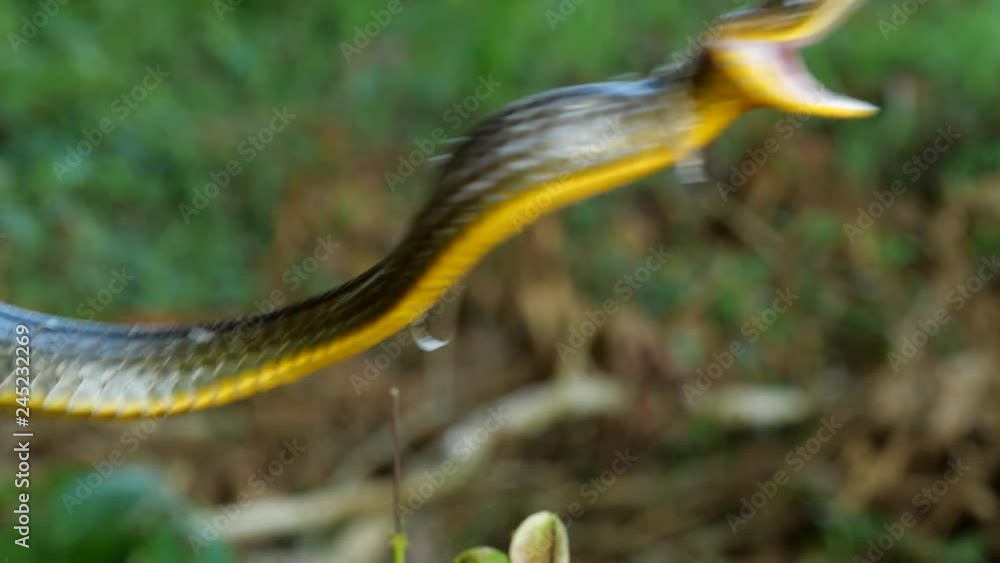 Common Sipo (Chironius exoletus) threat display. with open mouth and striking. It is starting to shed its old skin. In the Ecuadorian Amazon. Common Sipo (Chironius exoletus) threat display. with open mouth and striking. It is starting to shed its old skin. In the Ecuadorian Amazon.