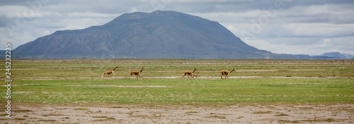 wild guanaco unning through the Bolivian Altiplano photo