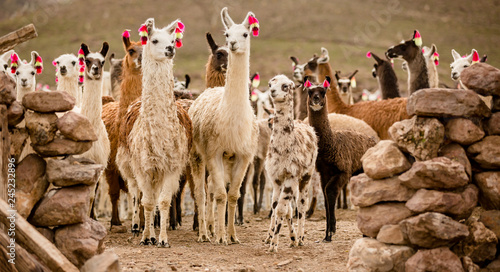 Photography lama herd