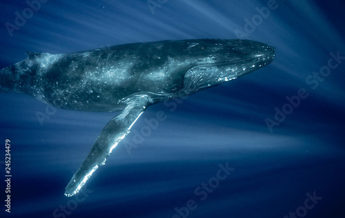 Humpback whale of Hawaii © Drew