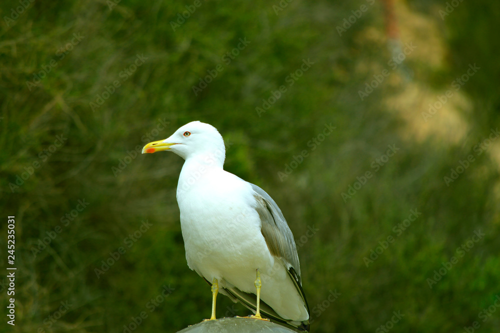 Obraz premium Herring gull