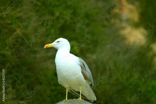 Herring gull © Peter