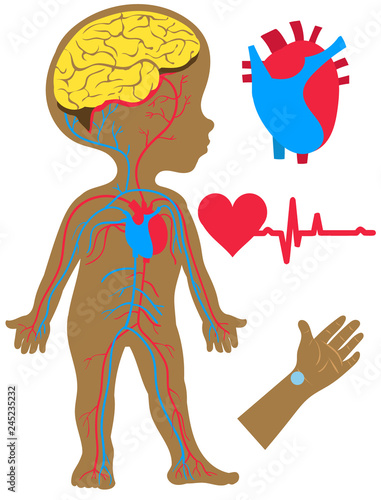 anatomy