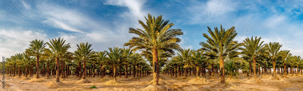 Naklejka premium Panoramic image with plantation of date palms, image depicts an advanced desert agriculture in the Middle East