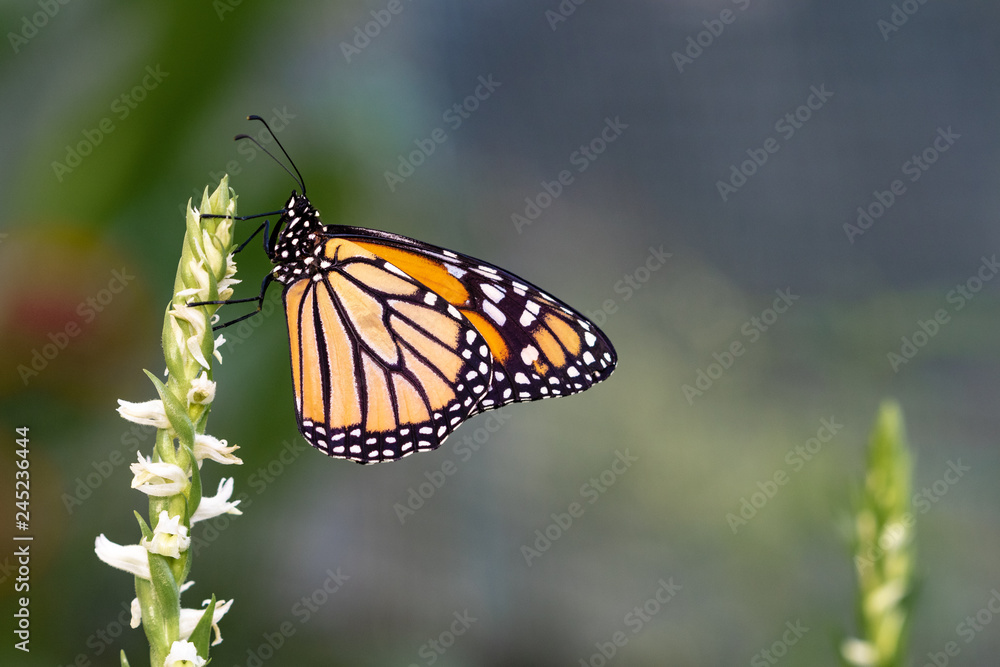 Fototapeta premium A beautiful orange butterfly with blurry background