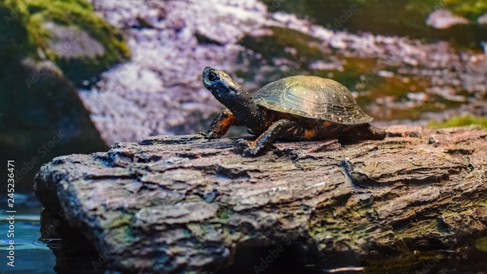 Fototapeta premium Turtle on a Log