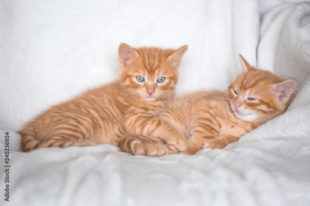 Chatons Chatons