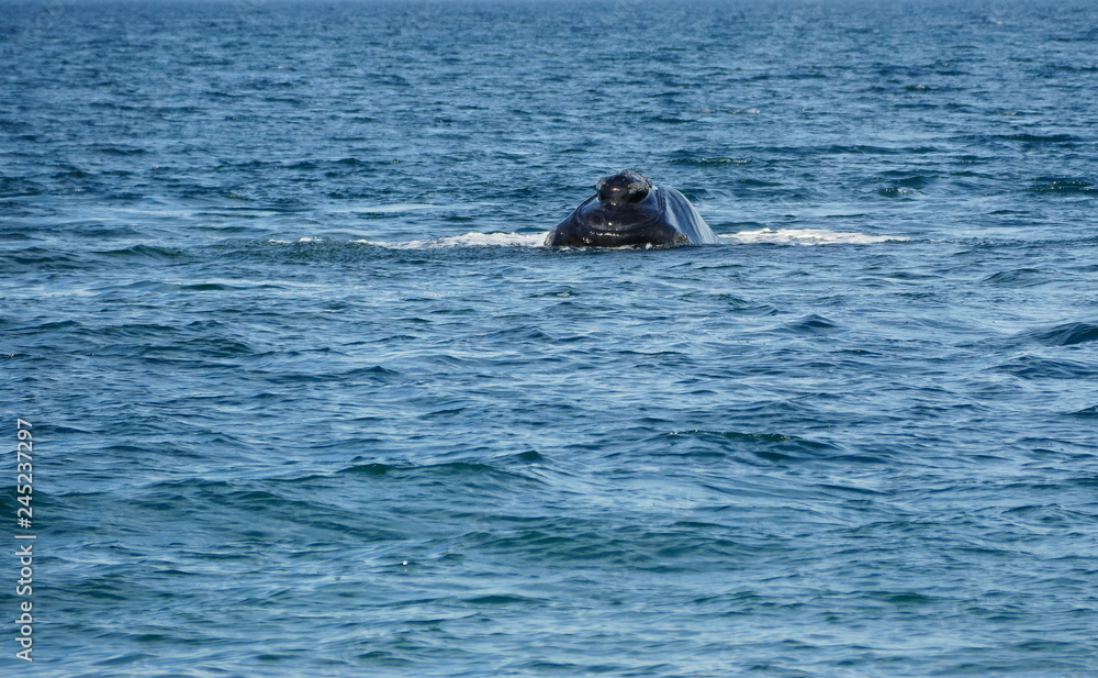 Southern right whale in Patagonia