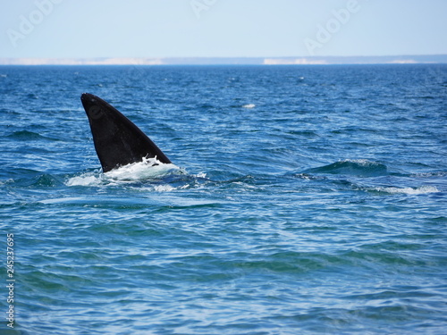 Obraz na płótnie Southern right whale in Patagonia w salonie
