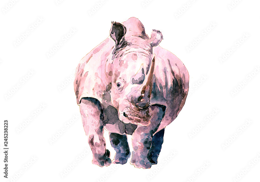 Fototapeta premium Rosy rhinoceros rysunek akwarela.