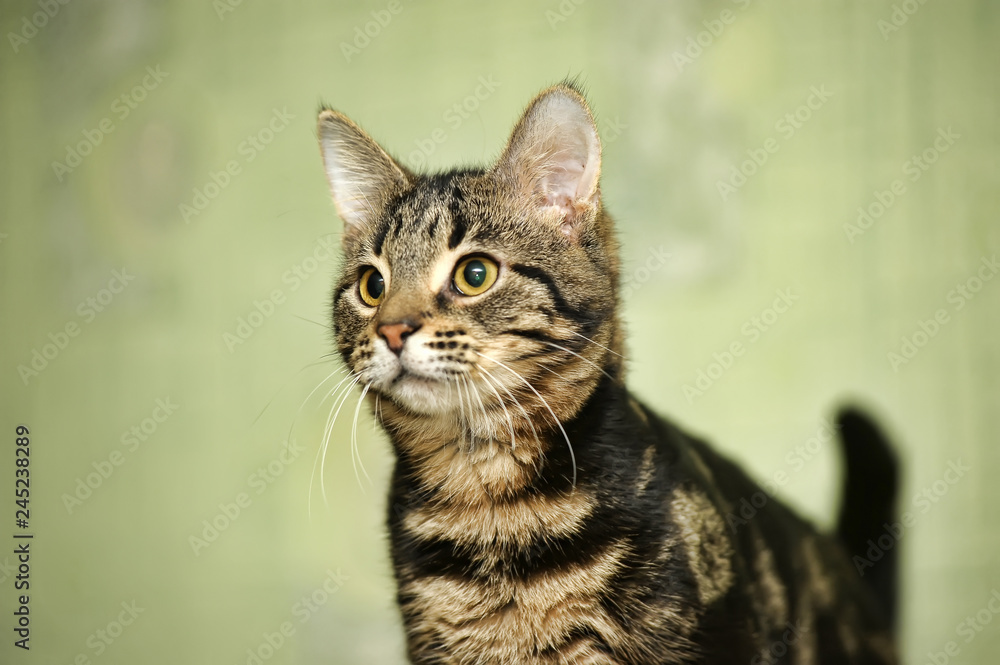 striped cat with a marble color on a light green background