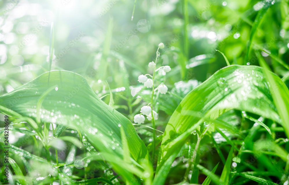 Obraz premium Morning in spring forest. lilies of the valley close-up in bright sunlight 