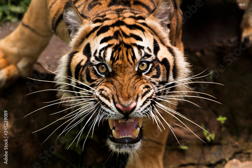 angry sumatran tiger photo