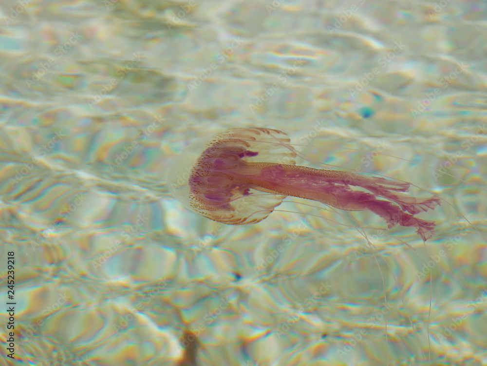 Small purple jellyfish in transparent sea water