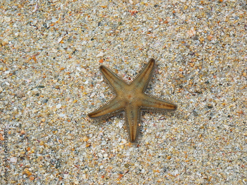 Obraz na płótnie Starfish on the sand w salonie