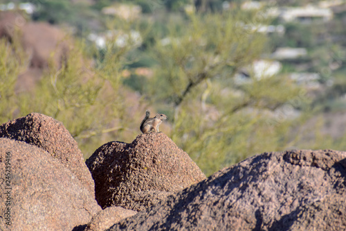 Big rock - little dude