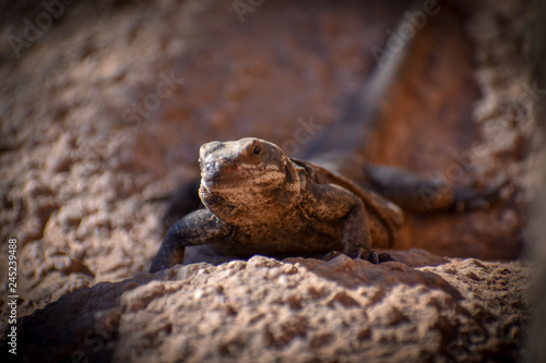 lizard on a stone