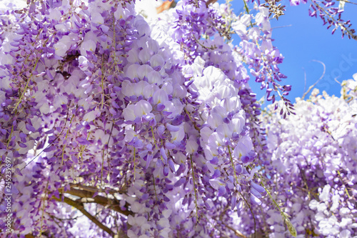 Blooming purple wisteria in spring in France photo