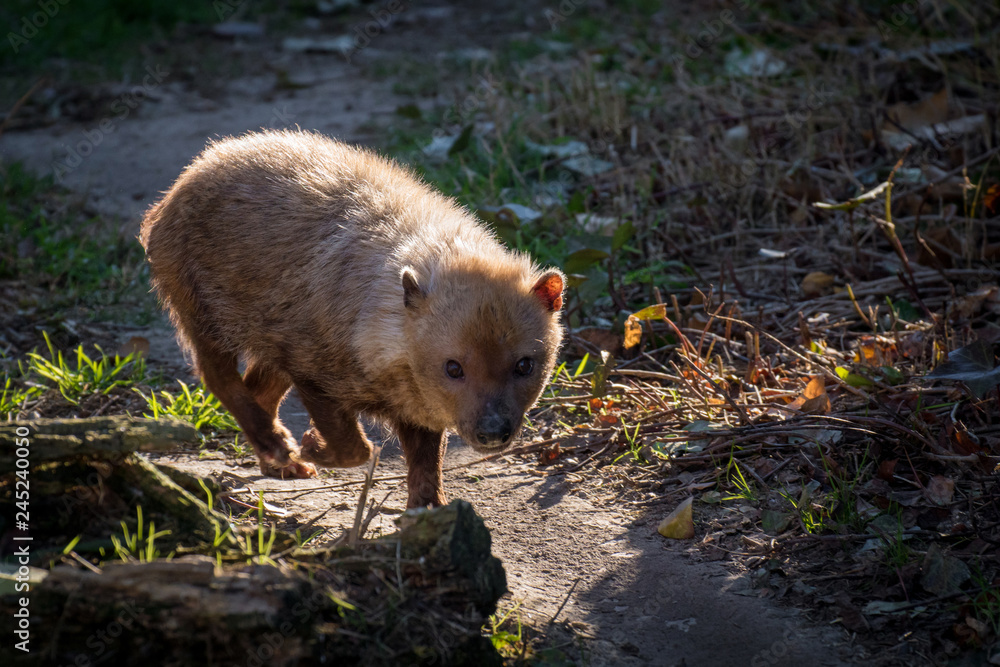 Naklejka premium Zorro vinagre también conocido como Bush Dog