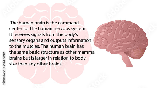 Human brain function vector. Internal organs functions vector design