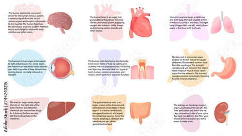 Internal organs functions vector design