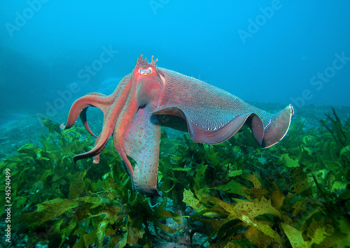 Giant cuttlefish in ocean photo