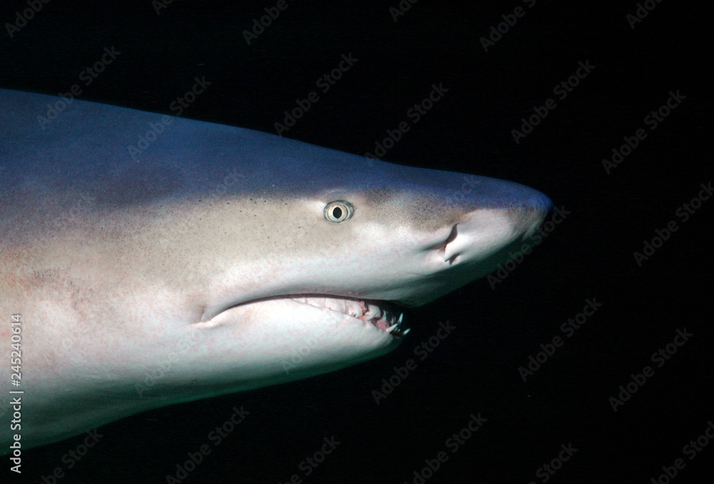 Lemon shark swimming in blackwater ocean
