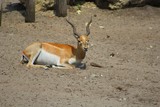 Antilope dans son enclos au zoo