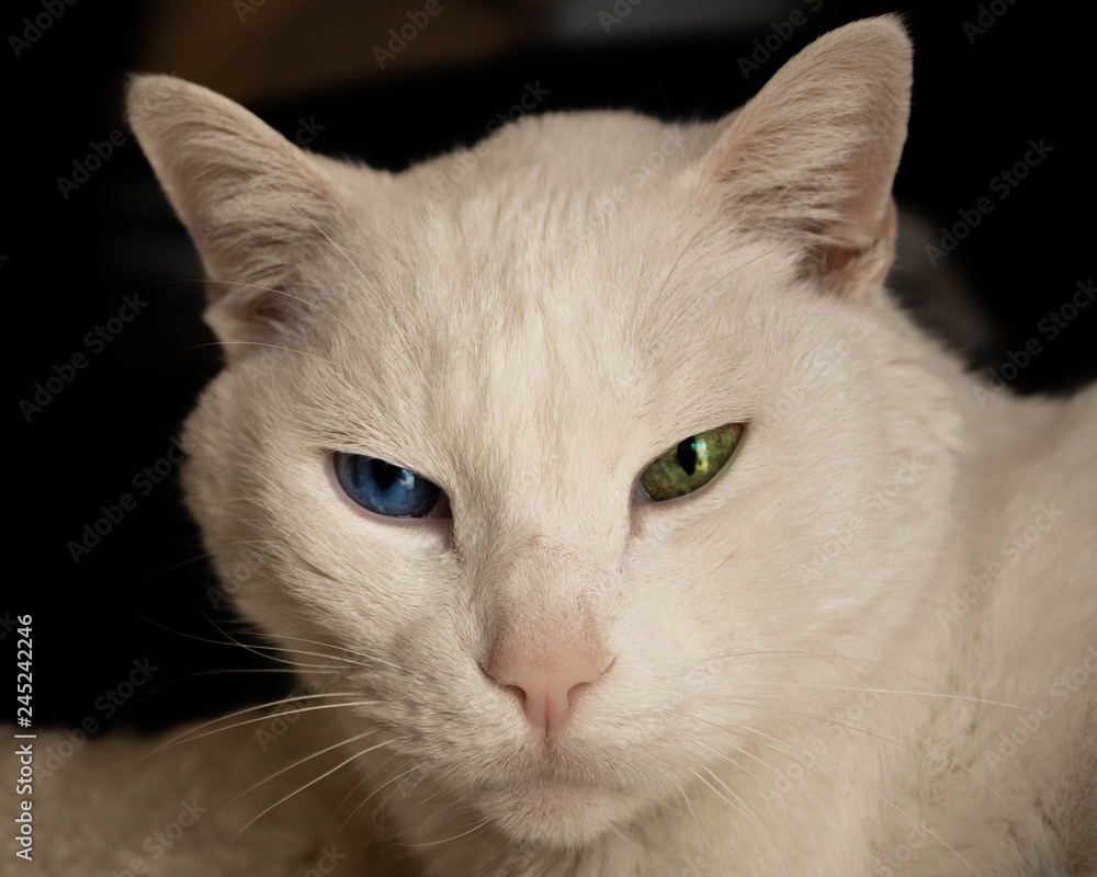 Heterocromy White Cat