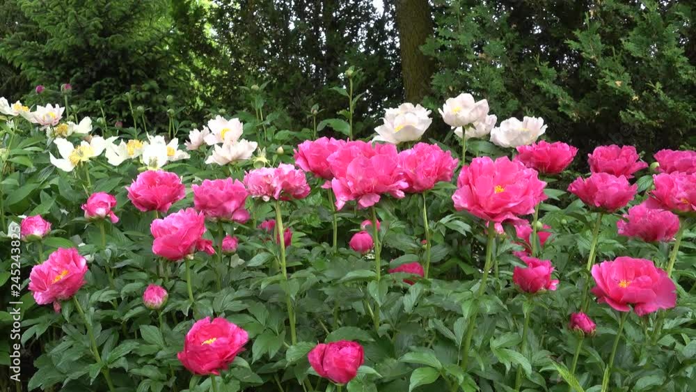 4 K Rows Of White And Pink Peonies Panorama 4 K Rows Of White And Pink Peonies Panorama