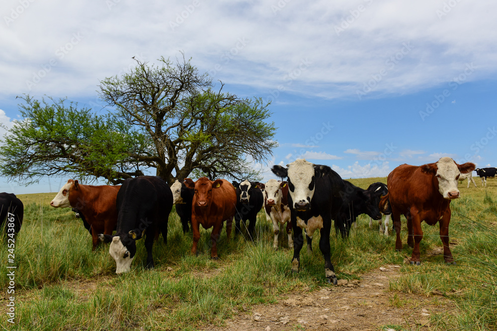 Steers fed on pasture, La Pampa, Argentina Steers fed on pasture, La Pampa, Argentina
