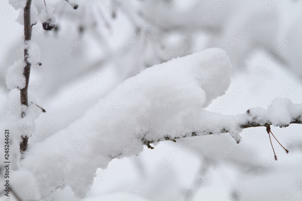 Snowy branch